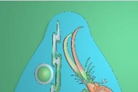 花好月圆床小(ling)