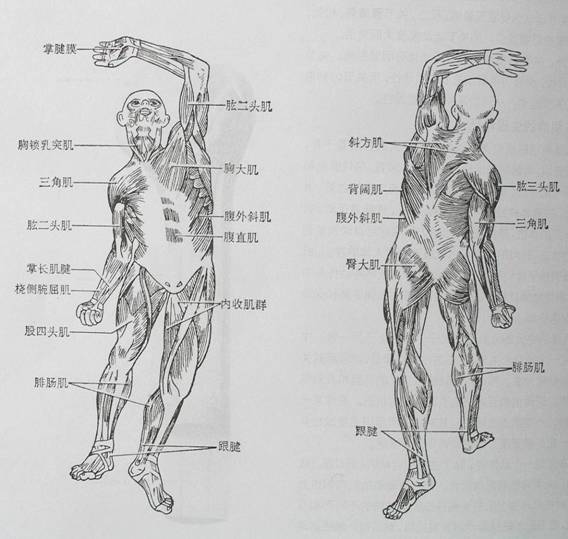 人体工程学基础-2、人体活动及其效率(图文教程),P4240001,图文,第2张
