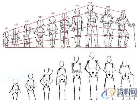 ZBrush人体比例及肌肉骨骼介绍,ZBrush人体比例,设计,产品,结构,第1张